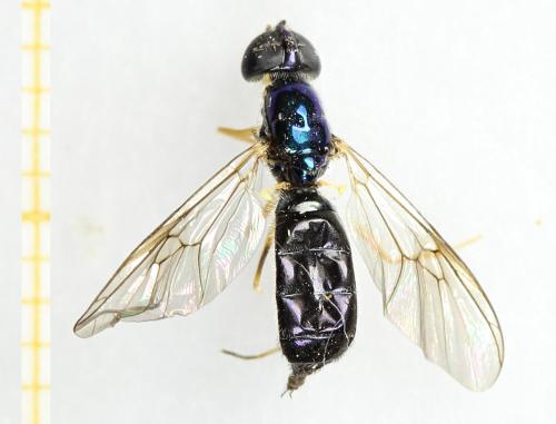 Réf. 297 370 : Sargus harderseni